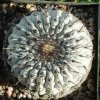 Copiapoa_columna_alba_2